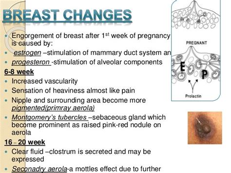 areola during pregnancy pictures|Areola Breast Changes in Early Pregnancy: Here’s。